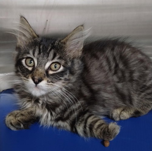 SLY, an adoptable Domestic Medium Hair in Alameda, CA