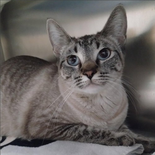 LILA, an adoptable Siamese in Alameda, CA