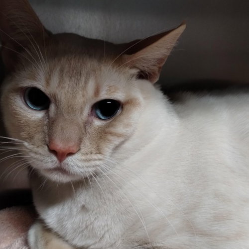 FLAME, an adoptable Siamese in Alameda, CA