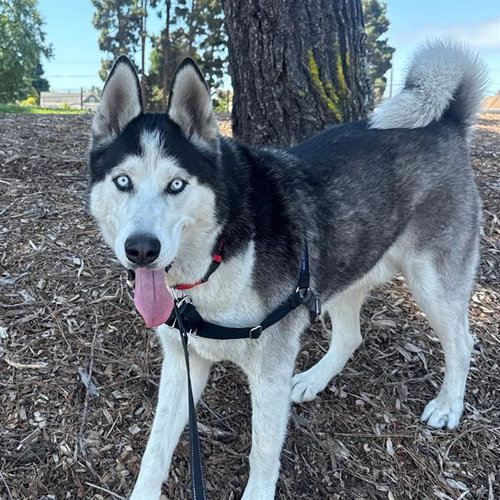 SCOOBY, an adoptable Husky in Alameda, CA