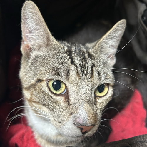 A053498, an adoptable Domestic Short Hair in Alameda, CA