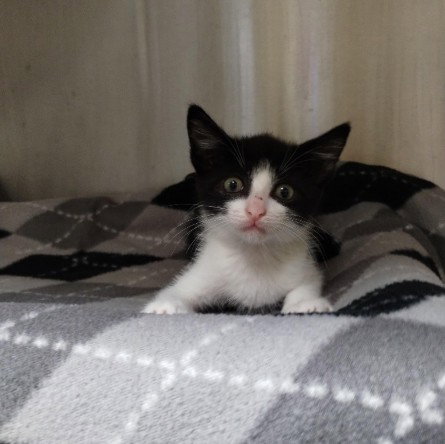 DEMON SLAYER - Domestic Short Hair available for adoption