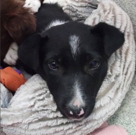 Oreo