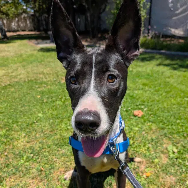 Daphne - Australian Cattle Dog/Blue Heeler
