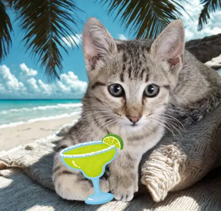 Archie - Domestic Short Hair