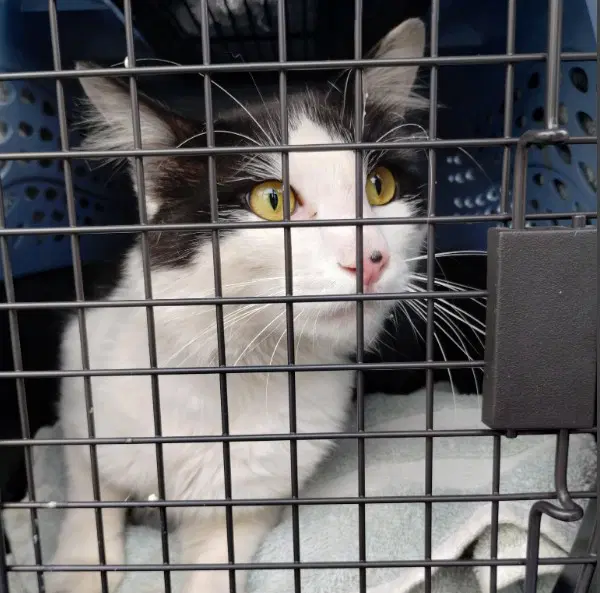 Ruben - Domestic Medium Hair
