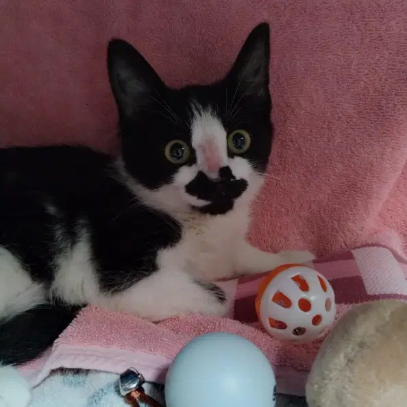 Lucky - Domestic Short Hair