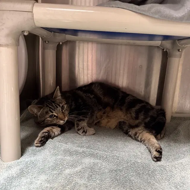 Lily - Domestic Short Hair