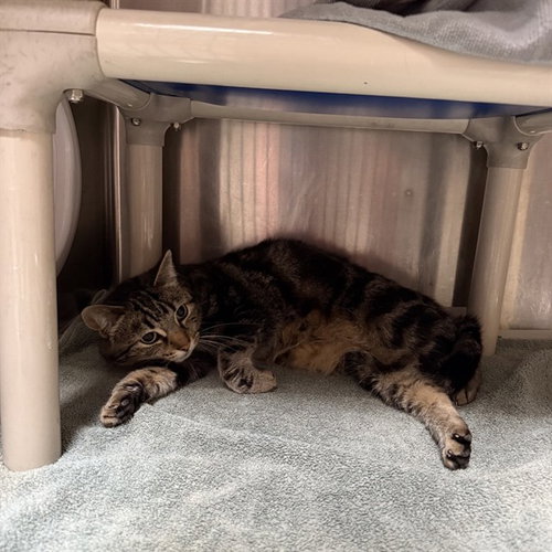 LILY, a cat for adoption from Friends of the Alameda Animal Shelter