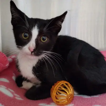 Remy - Domestic Short Hair