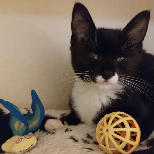 Unknown - Domestic Short Hair