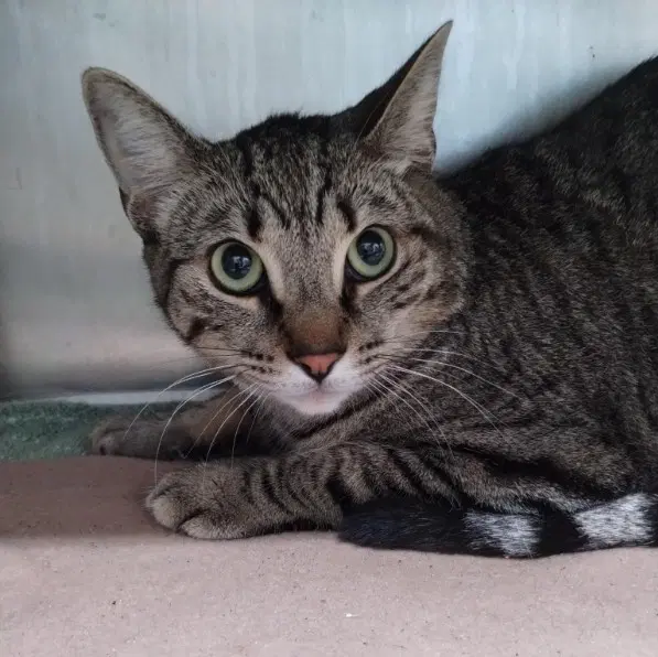 Quinoa - Domestic Short Hair
