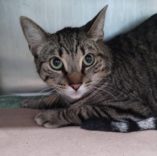 picture of the cat needing adoption