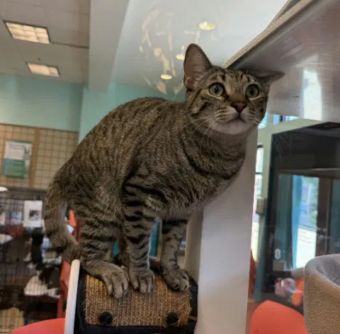 Quinoa - Domestic Short Hair