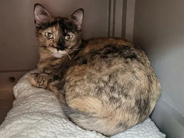 Chia - Domestic Short Hair
