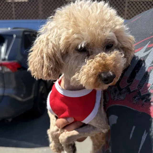Arasha - Poodle (Miniature)