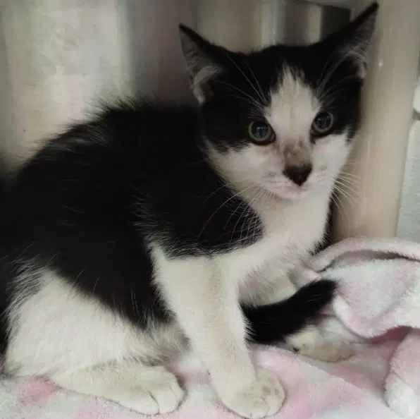 Unknown - Domestic Short Hair
