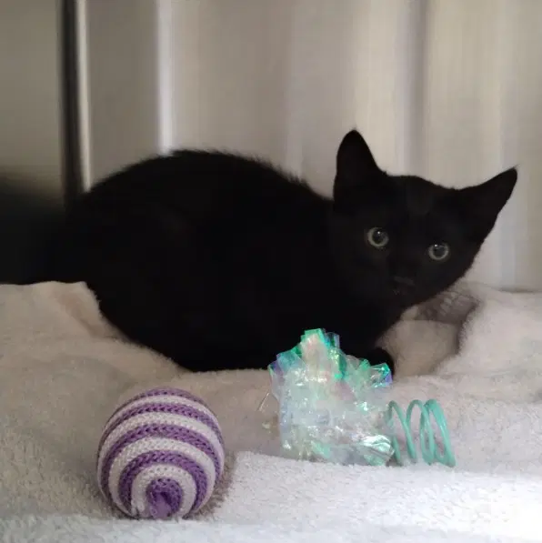 Riddle - Domestic Short Hair