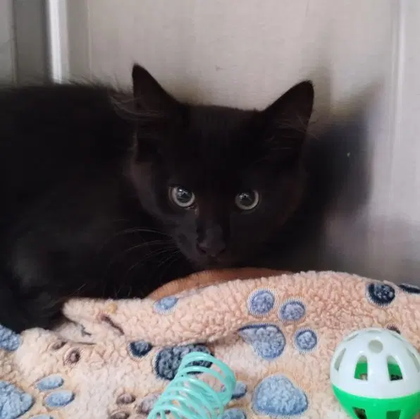 Enigma - Domestic Short Hair