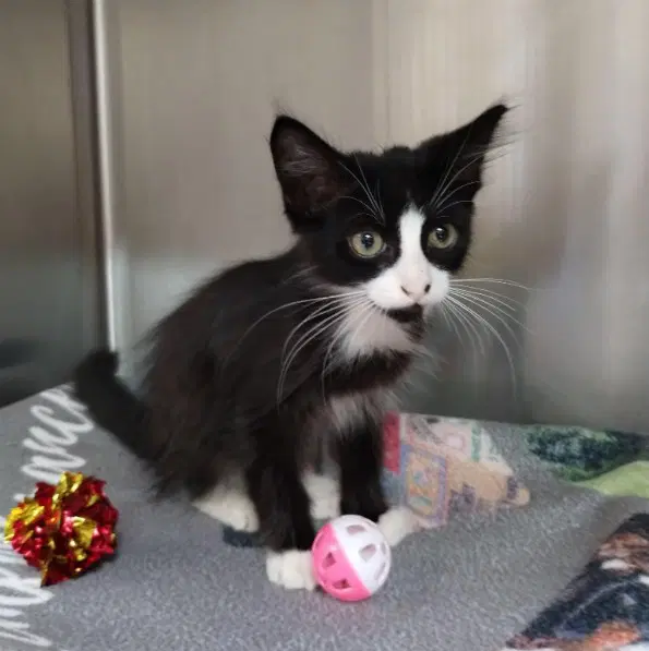 Yin - Domestic Medium Hair