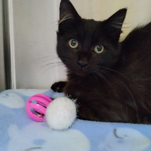 picture of the cat needing adoption