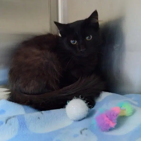 Mystery - Domestic Short Hair