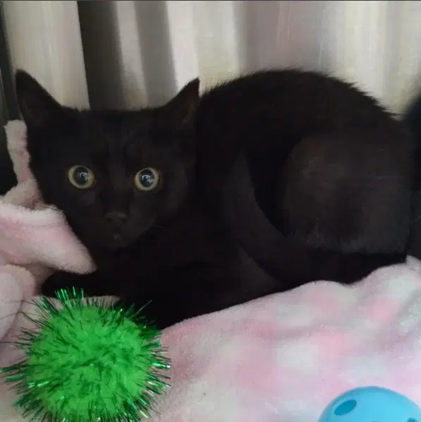 Unknown - Domestic Short Hair