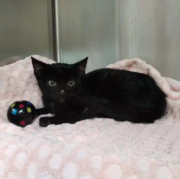 Unknown - Domestic Short Hair