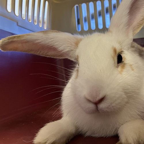 PEACHES, a rabbit for adoption from Friends of the Alameda Animal Shelter