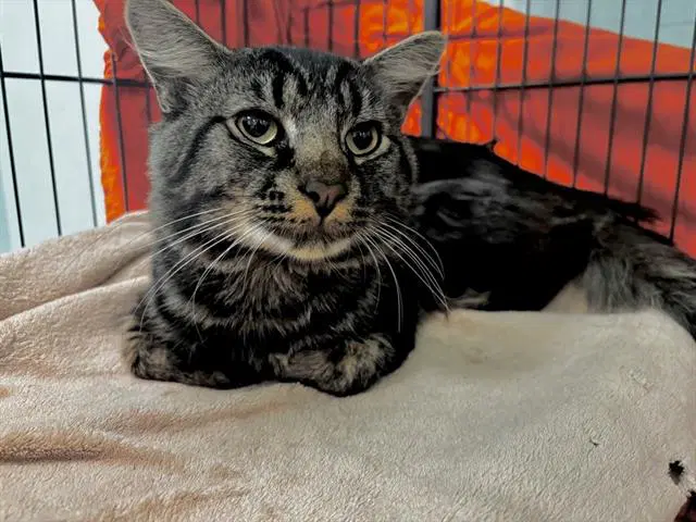 Unknown - Domestic Medium Hair