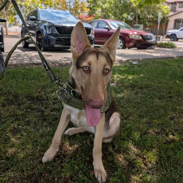 Finn - German Shepherd Dog