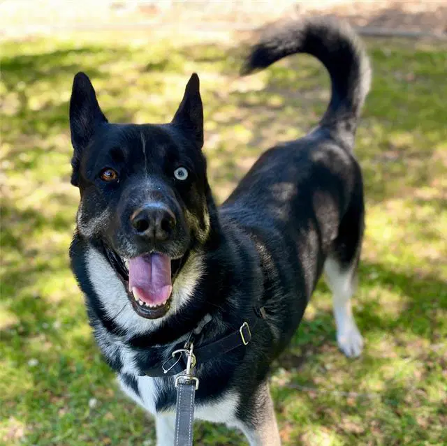 Sinatra - Siberian Husky