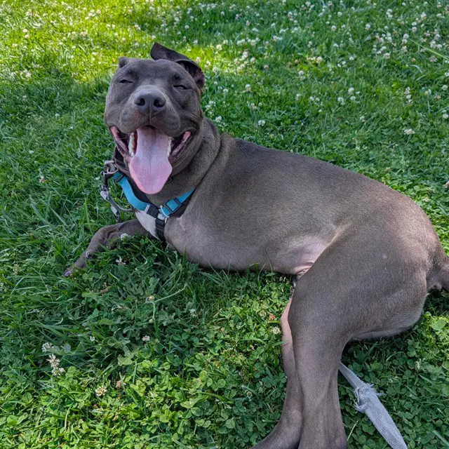 Eclipse - Pit Bull Terrier