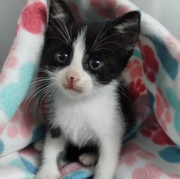 Posey - Domestic Short Hair