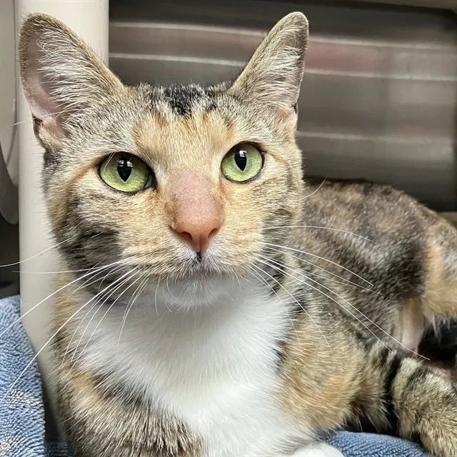 Sweet Pea - Domestic Short Hair