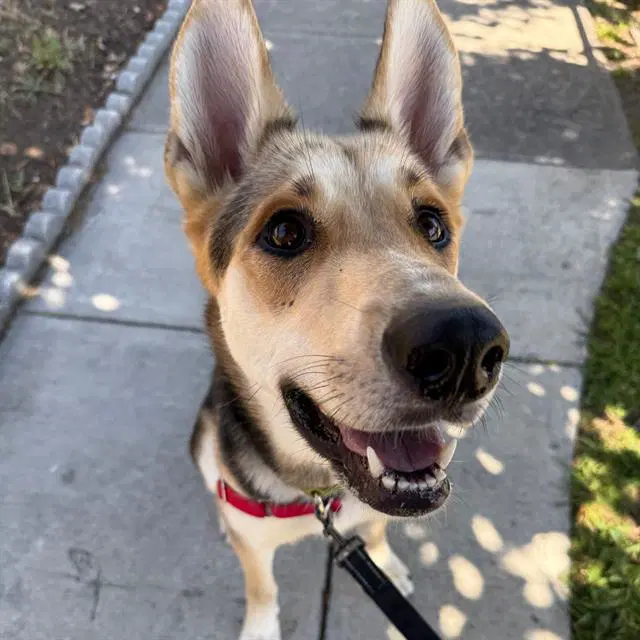 Applejack - German Shepherd Dog
