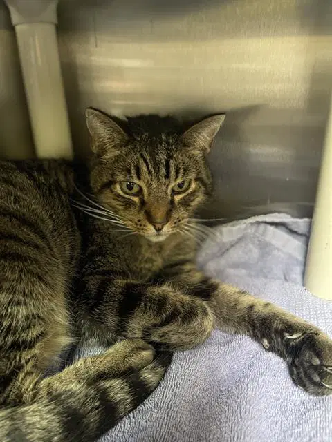 Tom - Domestic Short Hair
