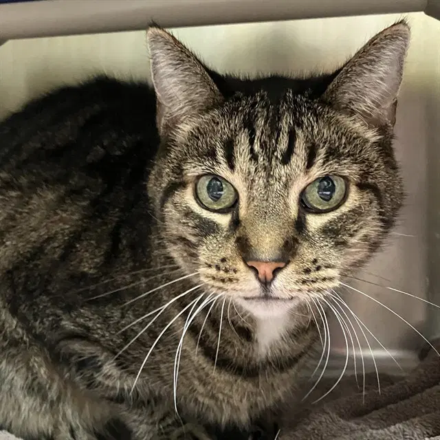 Tom - Domestic Short Hair