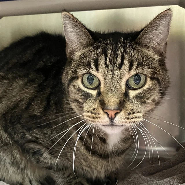 Tom