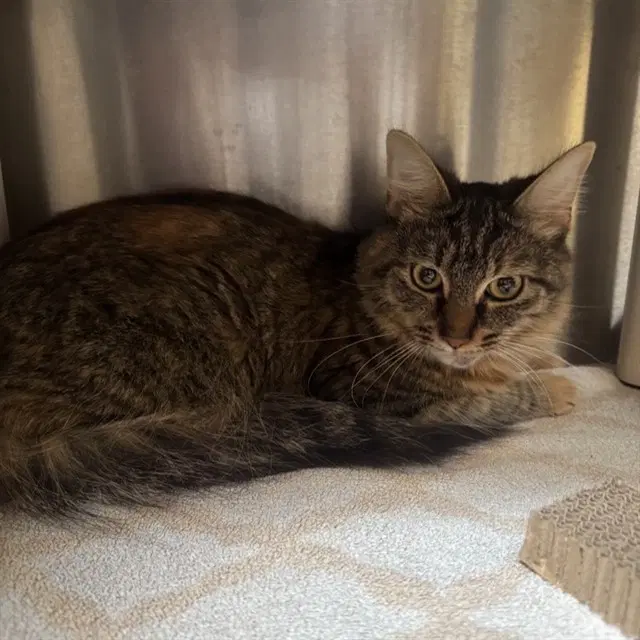 Champagne - Domestic Medium Hair