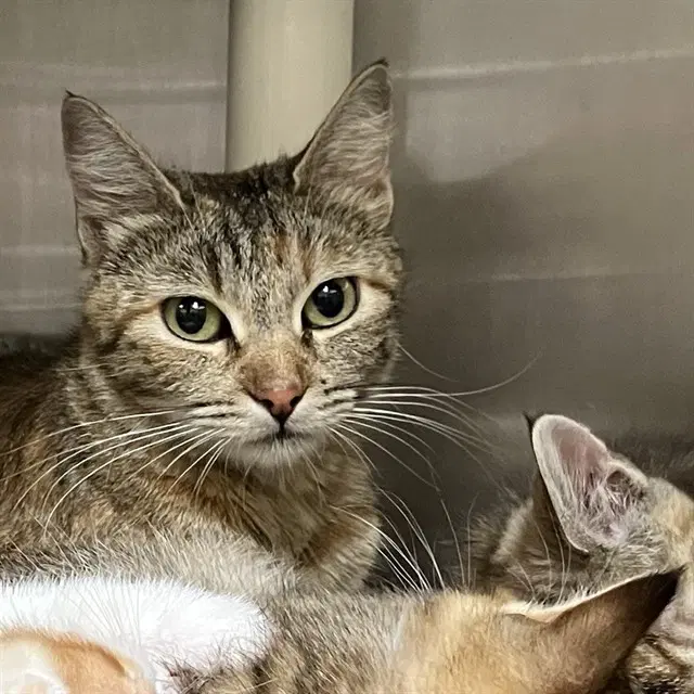 Gouda - Domestic Short Hair