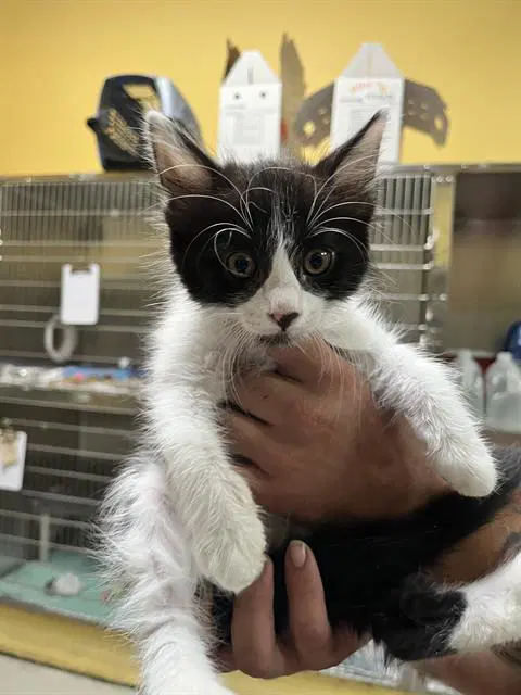 Unknown - Domestic Medium Hair