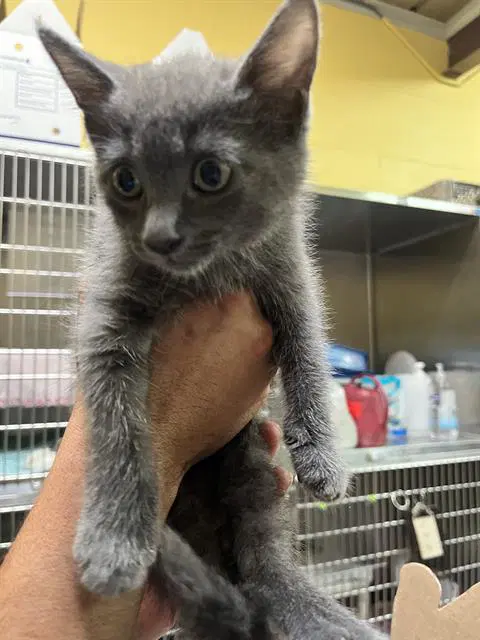 Unknown - Domestic Medium Hair