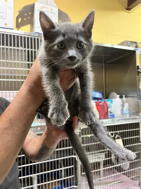 Unknown - Domestic Medium Hair