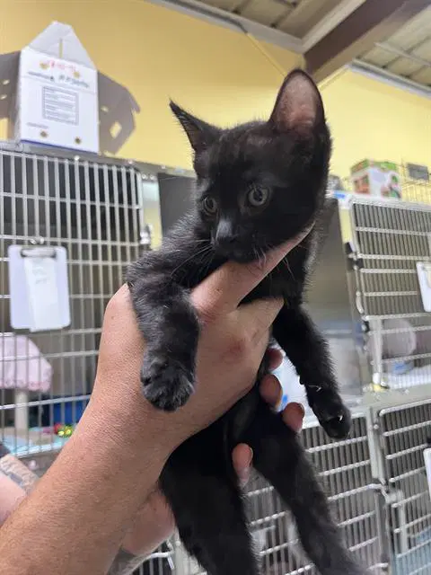 Unknown - Domestic Medium Hair