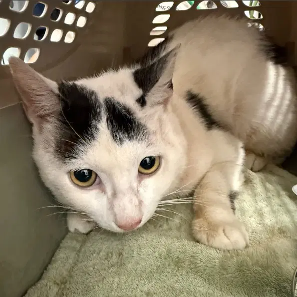 Unknown - Domestic Short Hair