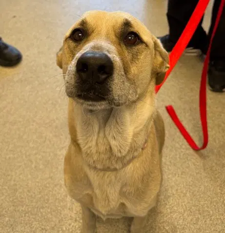 Tootsie - Labrador Retriever