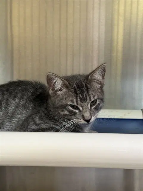 Unknown - Domestic Short Hair