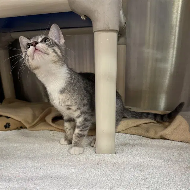 Unknown - Domestic Short Hair
