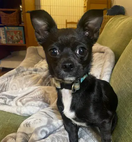 Unknown - Chihuahua